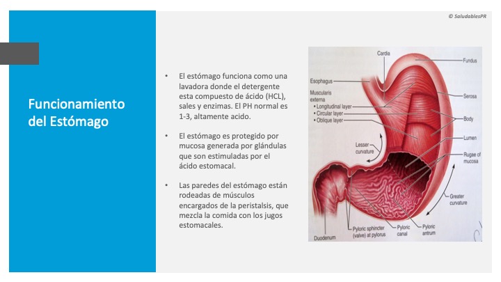 Funcion estomago