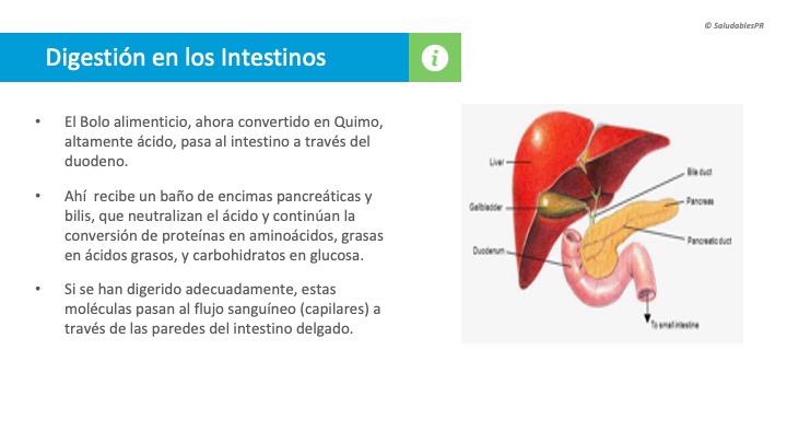 Intestino delgado