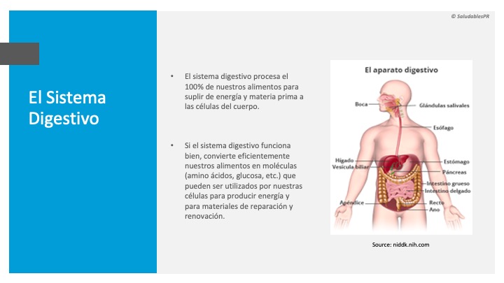SISTEMA DIGESTIVO